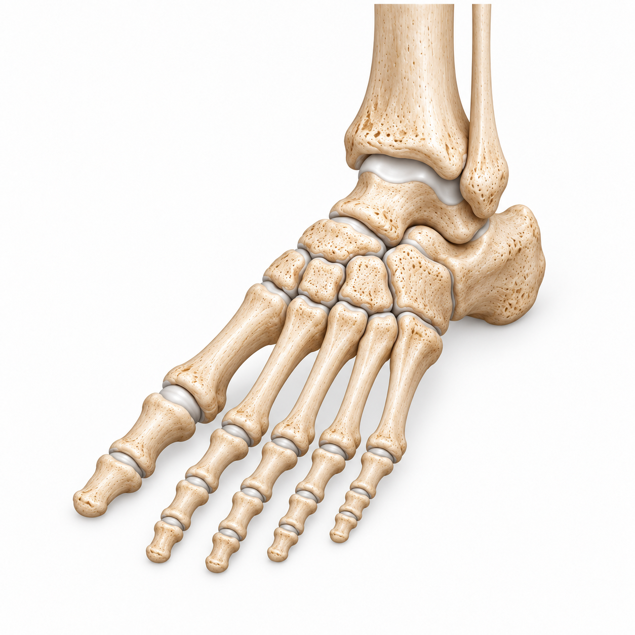 Anatomische Darstellung von Fuß und Sprunggelenk